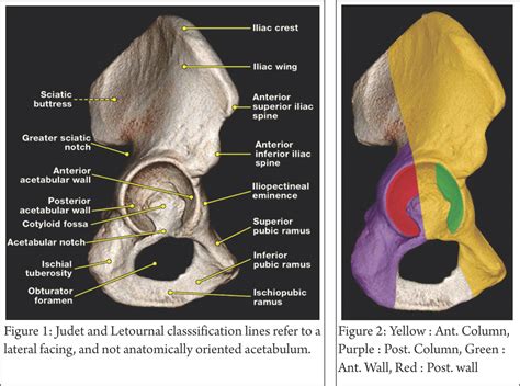 acetabulum anatomy radiology